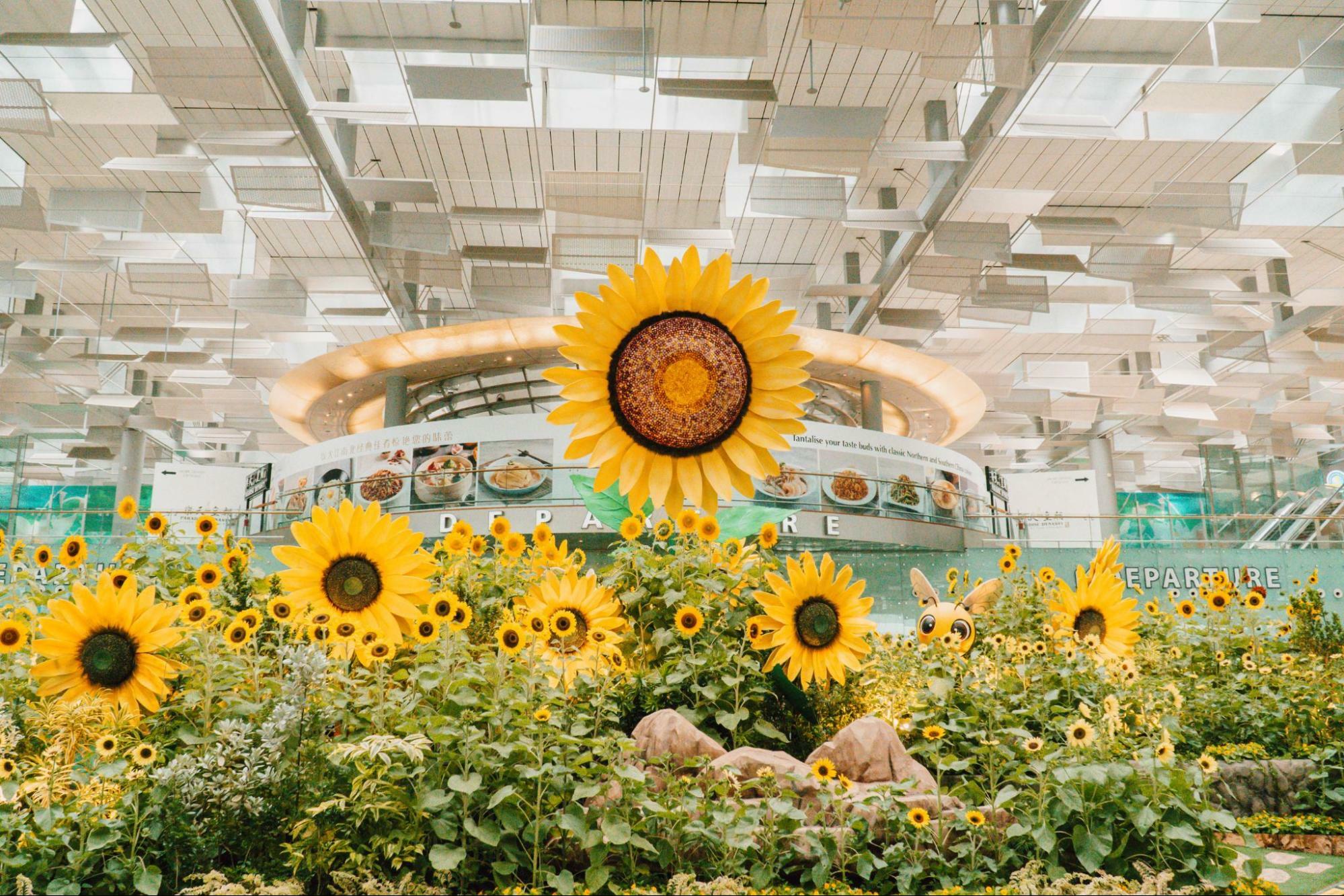 A Sunflower Sojourn at Singapore Changi Airport