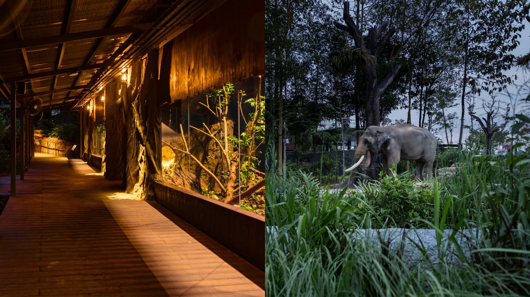 (Left) Revamped pangolin trail (Right) Ann-new bull elephant habitat