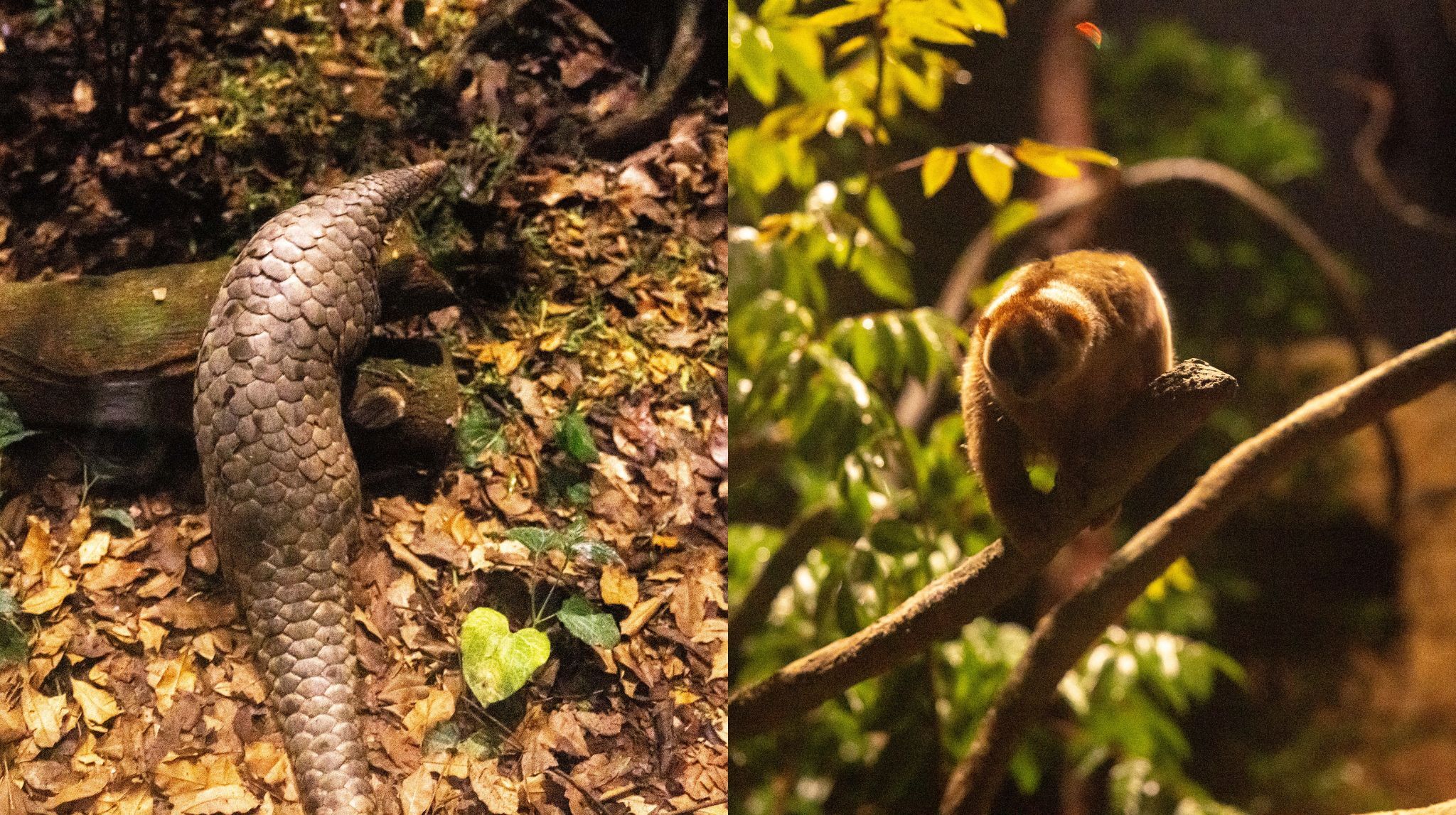 Mandai Wildlife Group