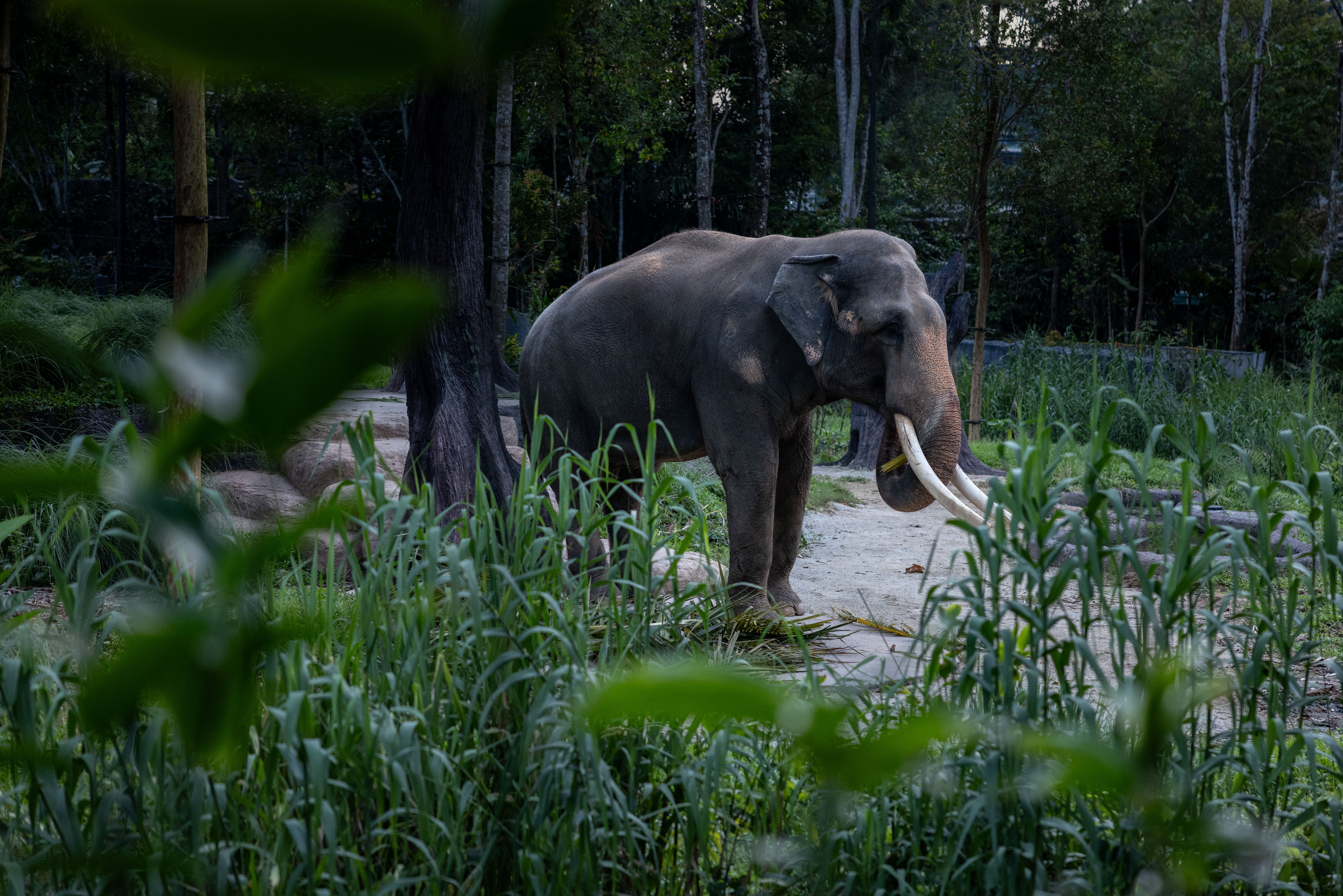 Mandai Wildlife Group