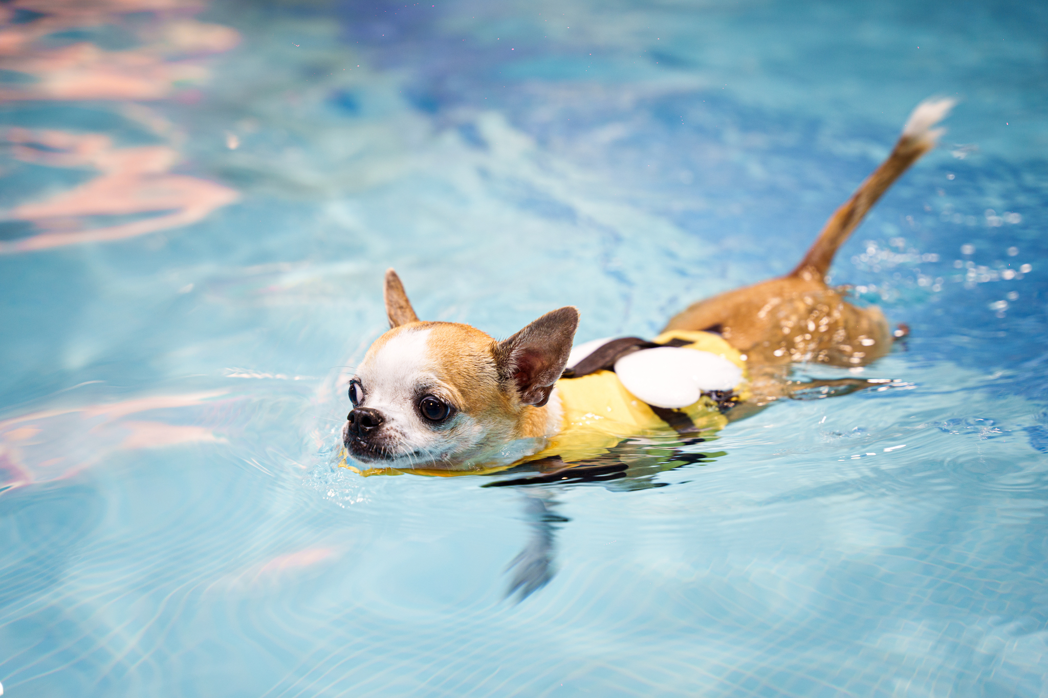 Fort Canine Swimming Club 