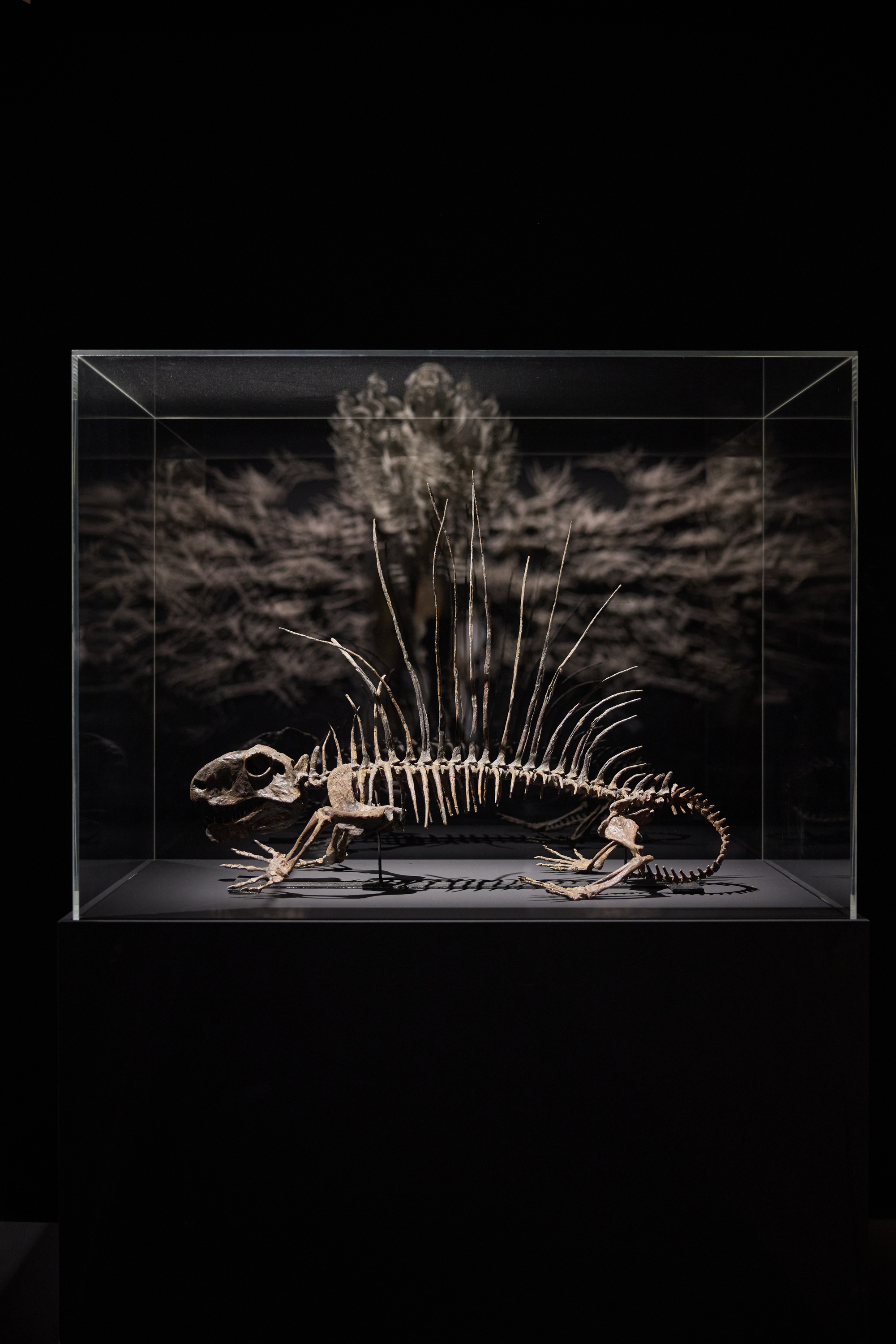 iris van herpen