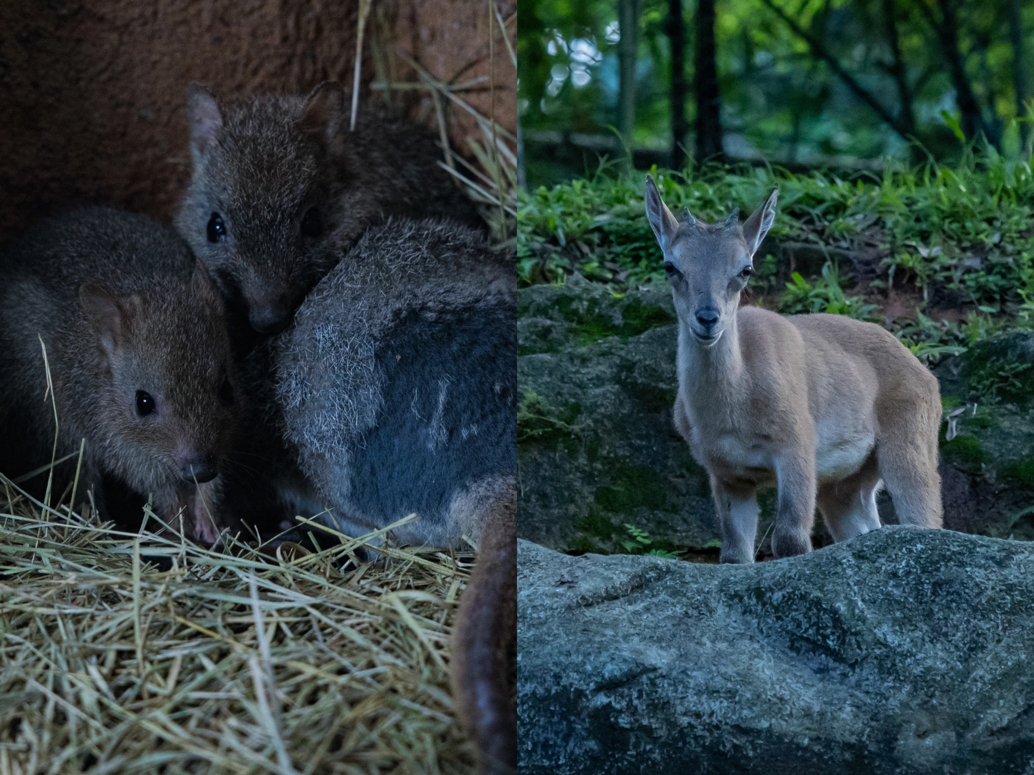 Night Safari