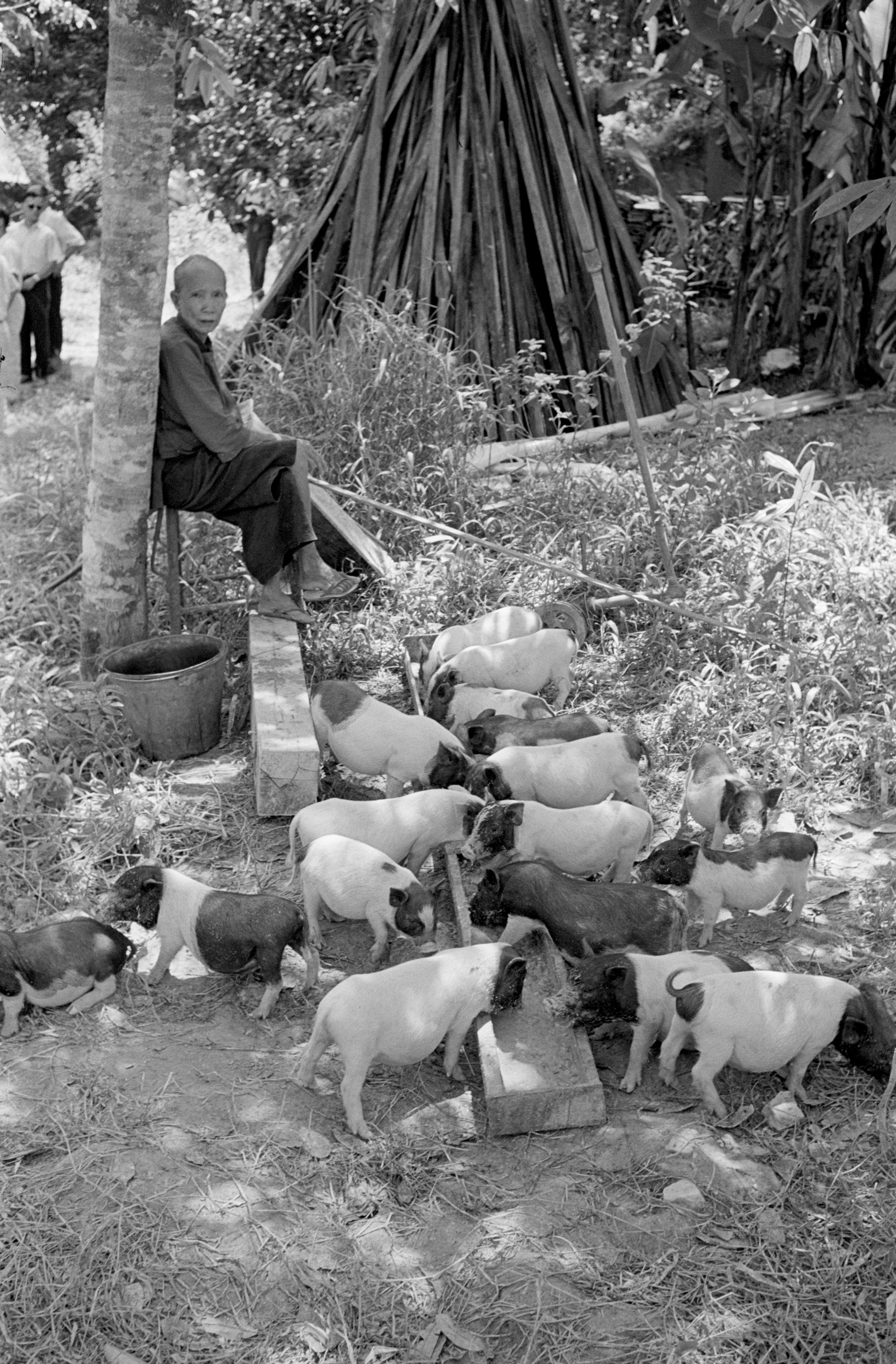 Pig farming at Ang Mo Kio Village, located along Thomson Road, 1962.