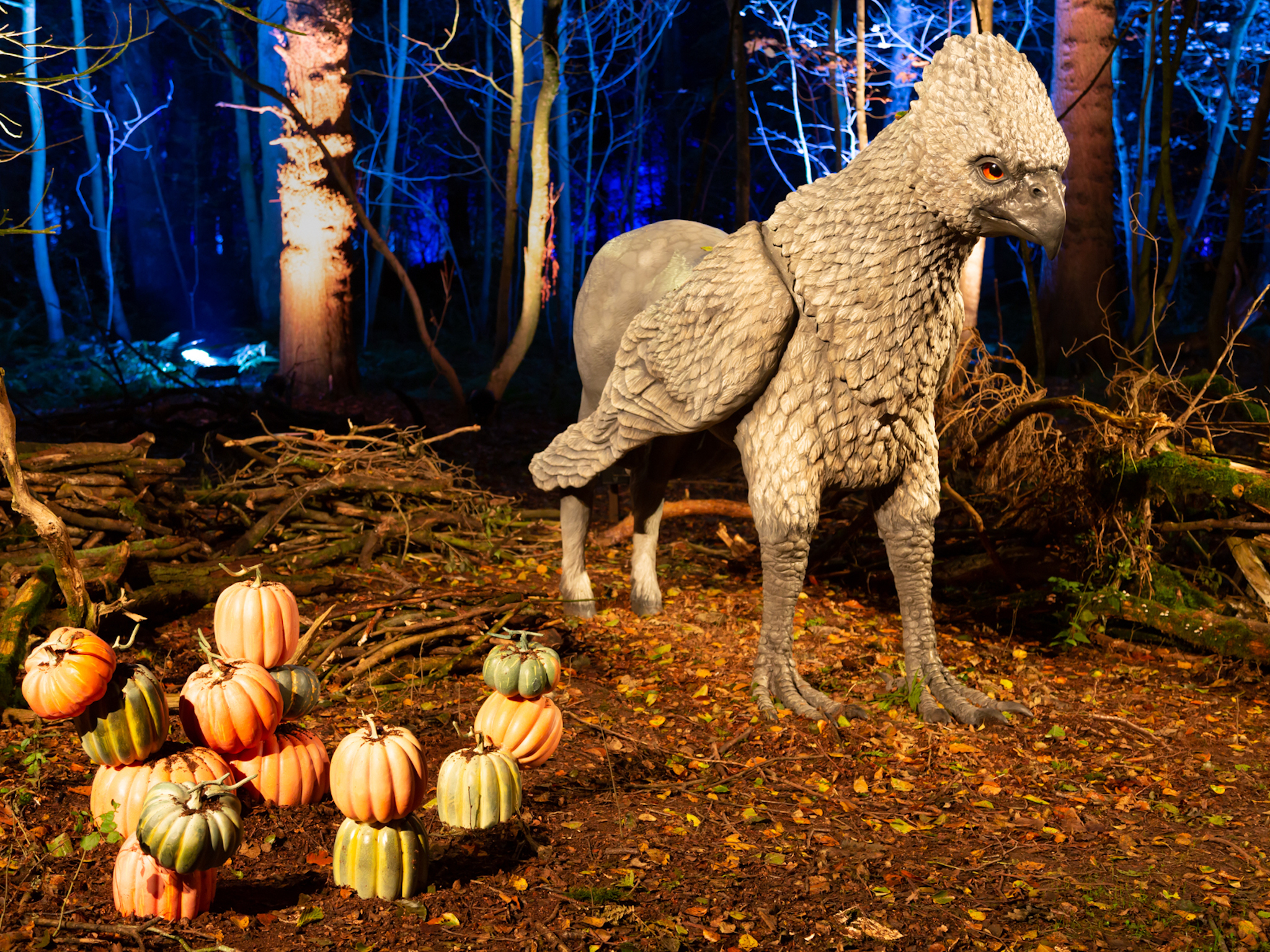 Harry Potter: A Forbidden Forest Experience