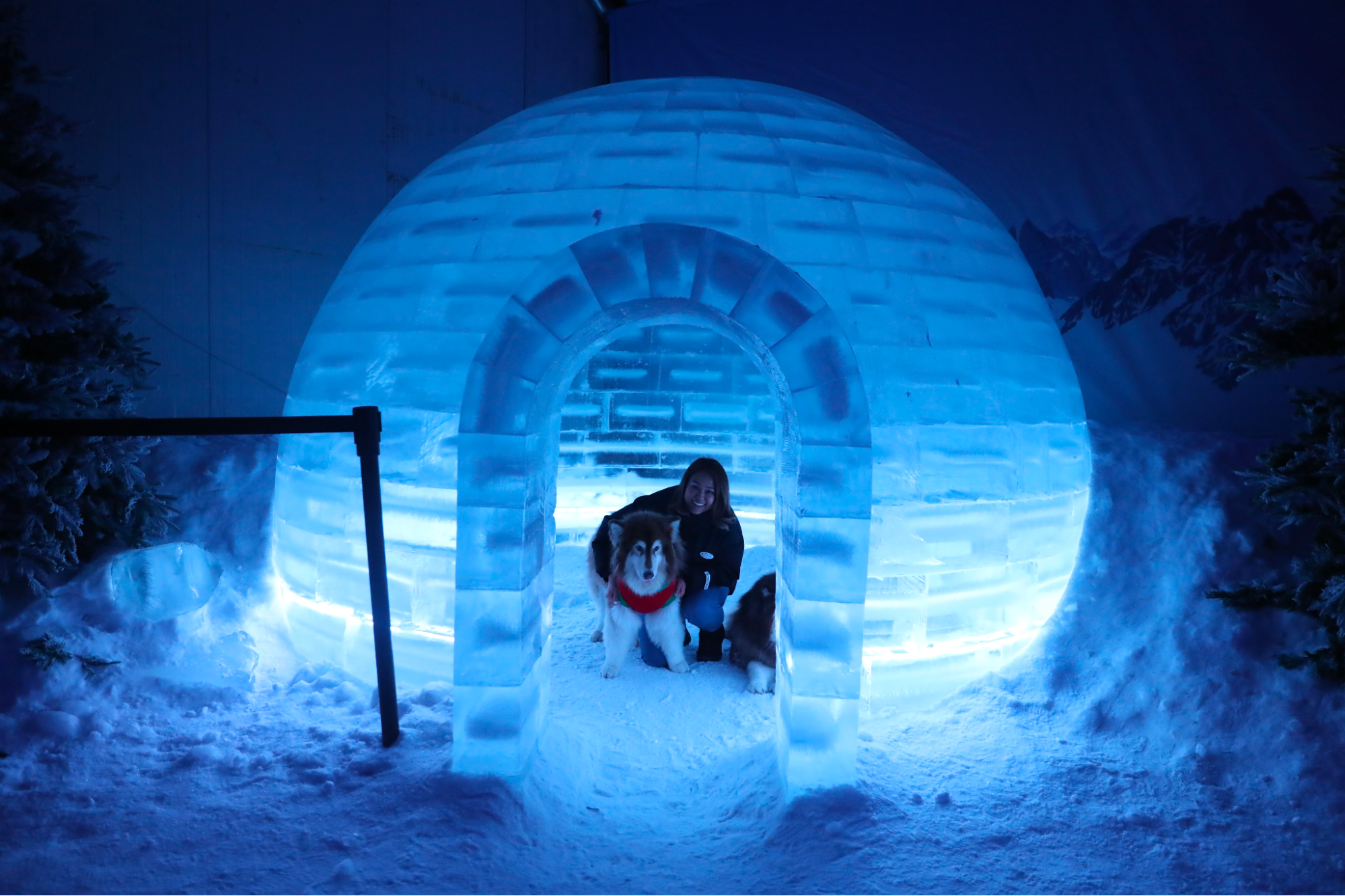 Four Paws @ Ice Magic: dog-friendly winter pop-up in Singapore
