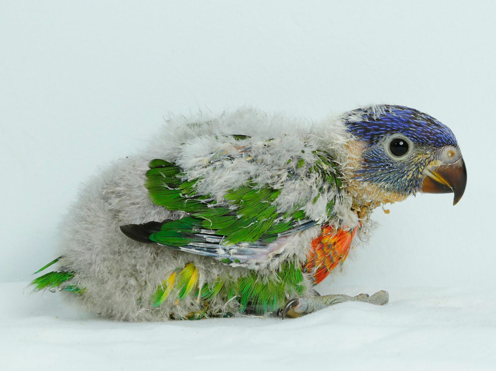 Bird Paradise