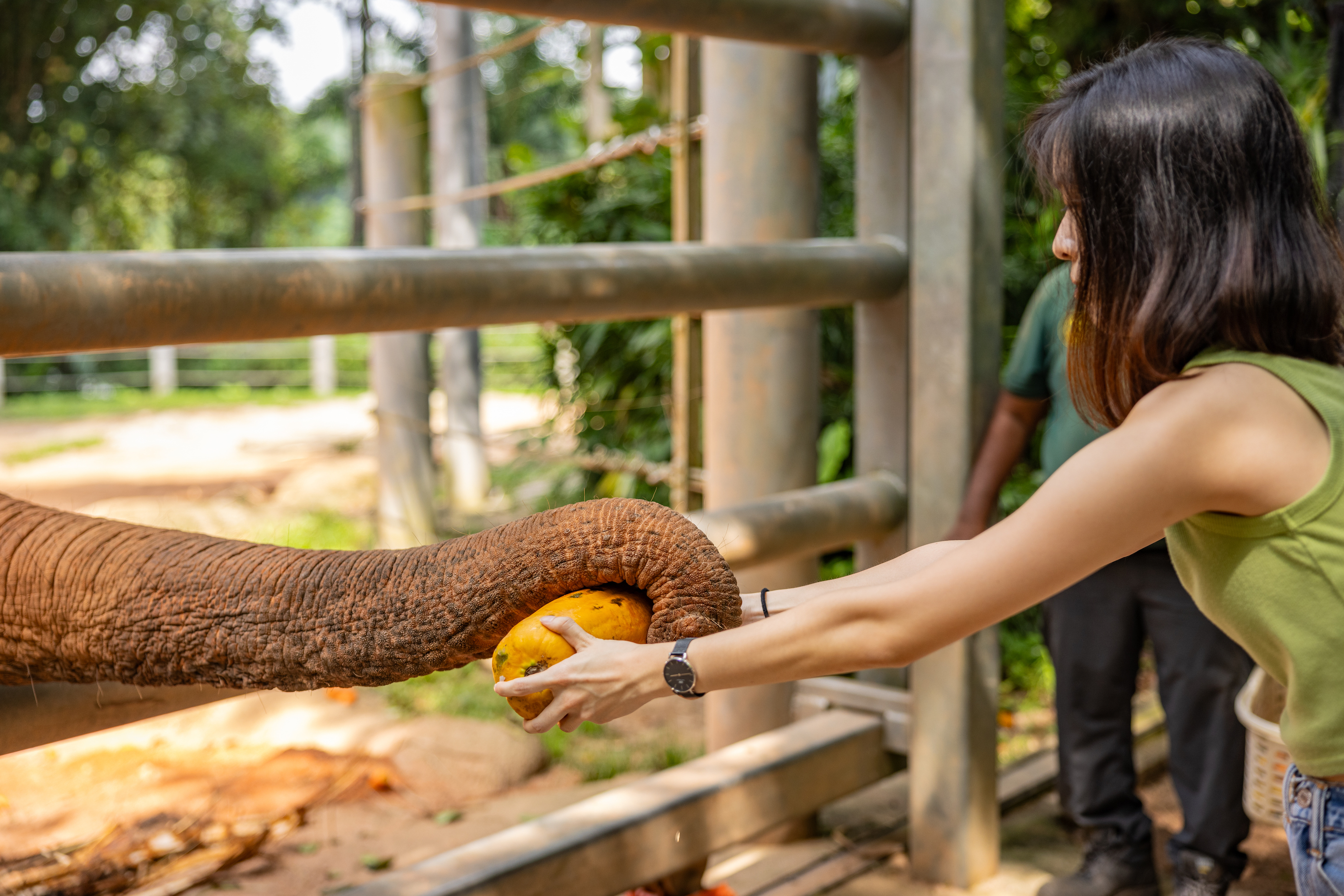 Elephant Encounters