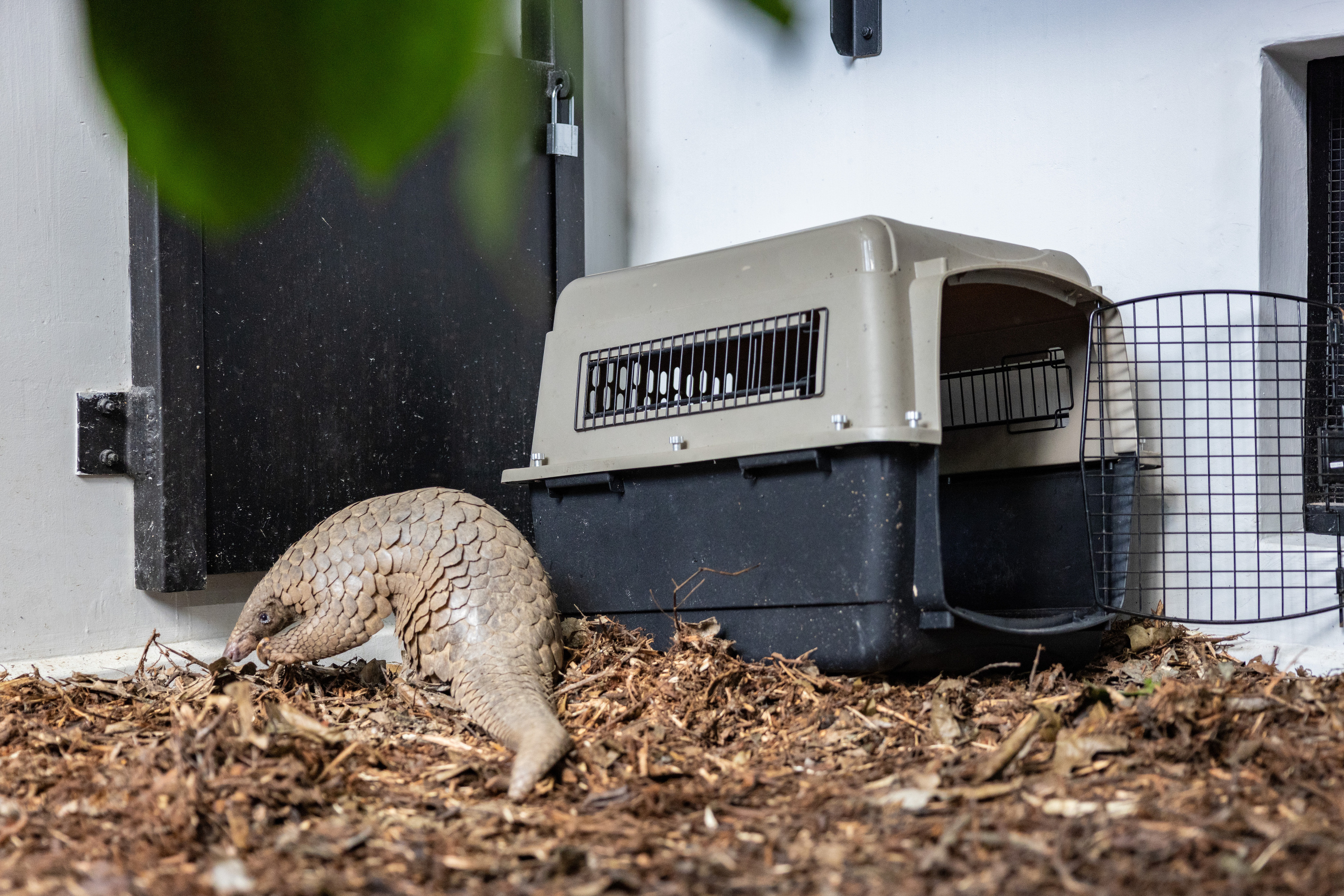 Berani the Sunda pangolin in his new off-exhibit den area at Pangolin Trail