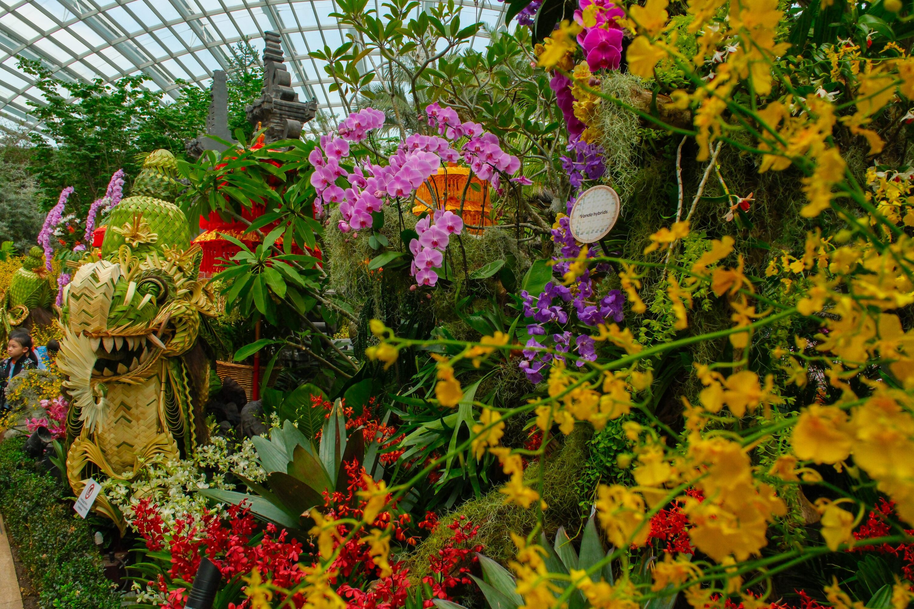 Orchid Extravaganza: Rhythm of the Rainforest