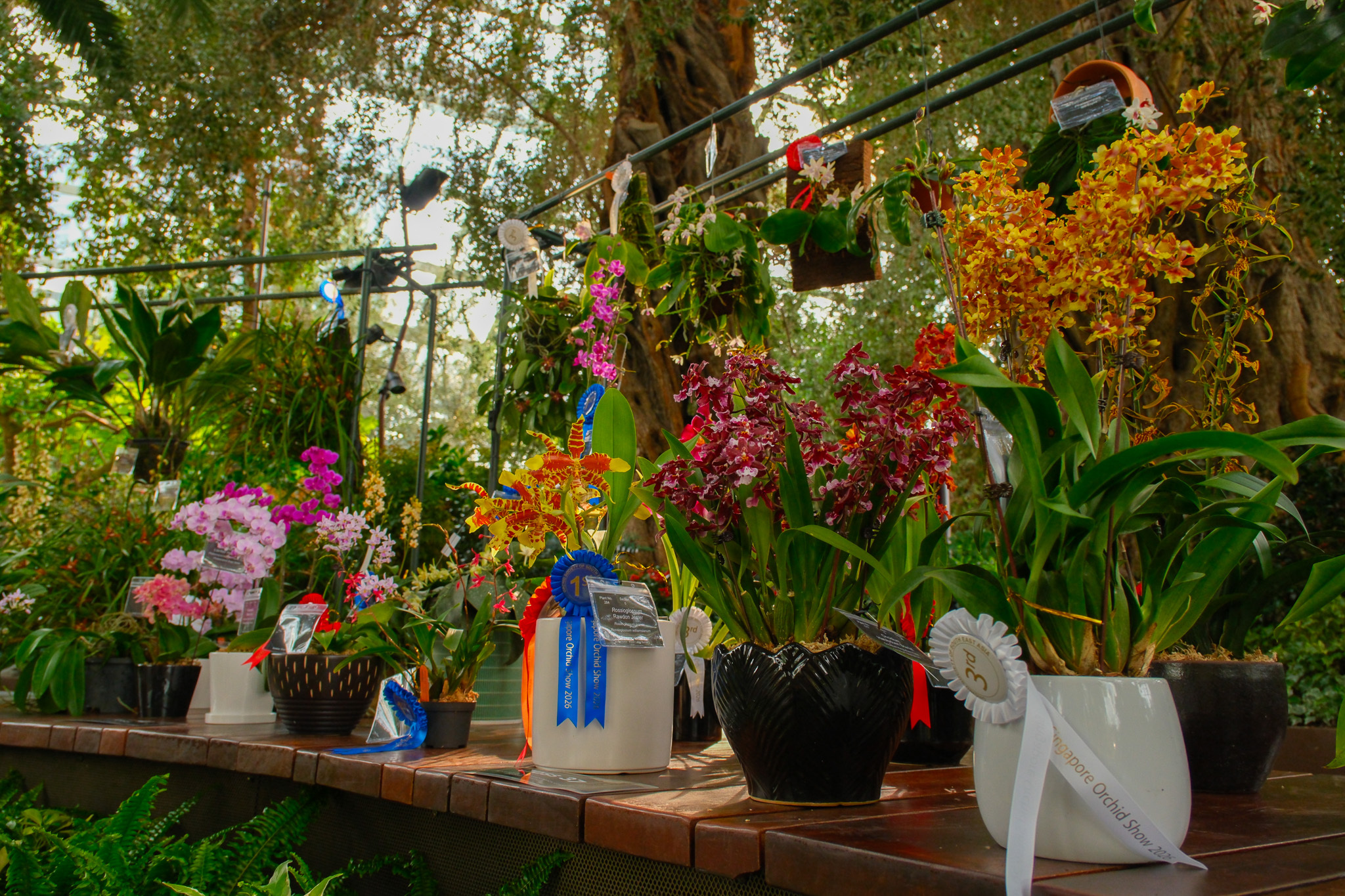 Orchid Extravaganza: Rhythm of the Rainforest