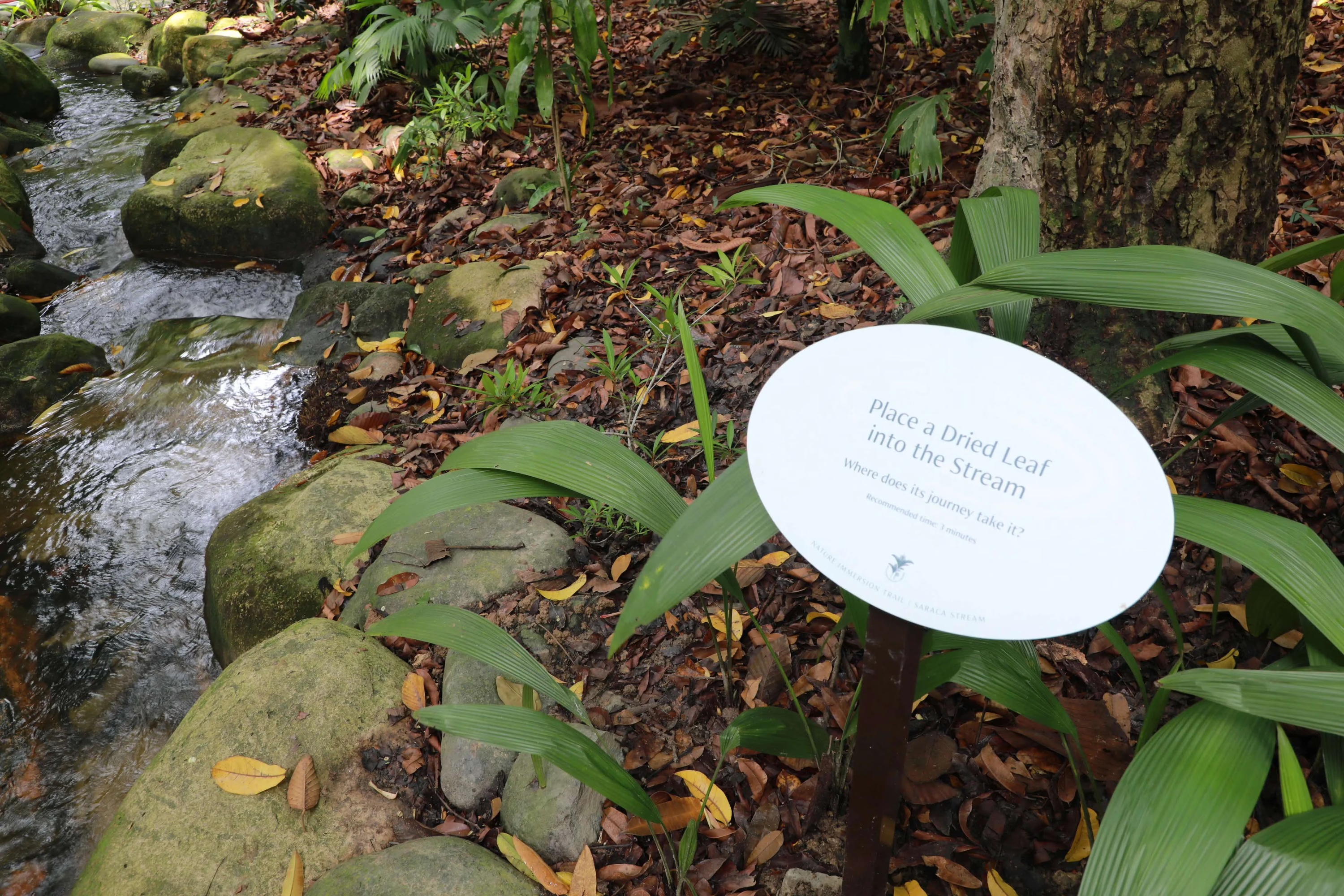 Saraca Stream Trail