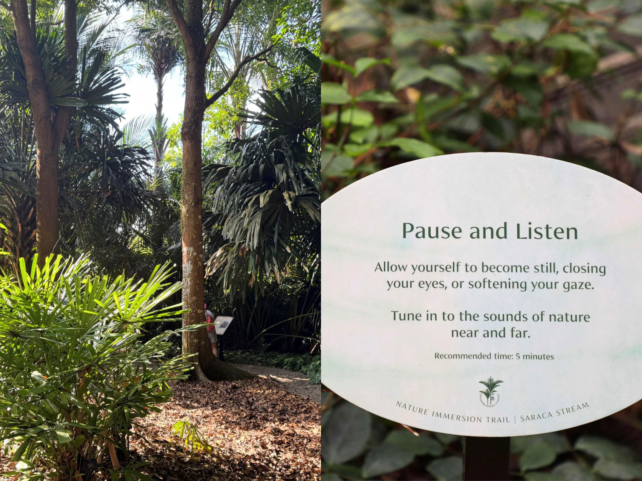 Saraca Trail, Singapore Botanic Gardens
