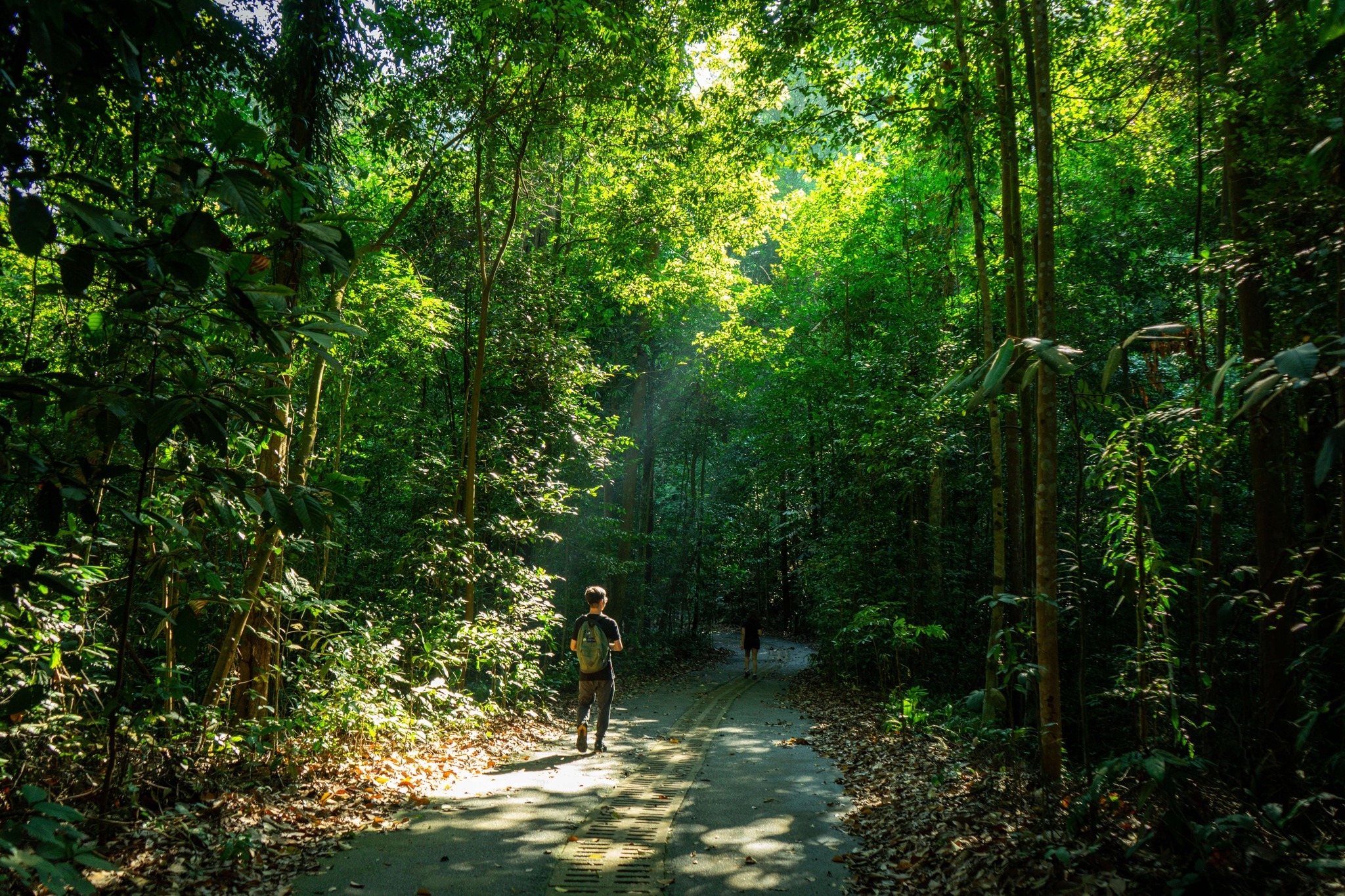 Bukit Timah Nature Reserve