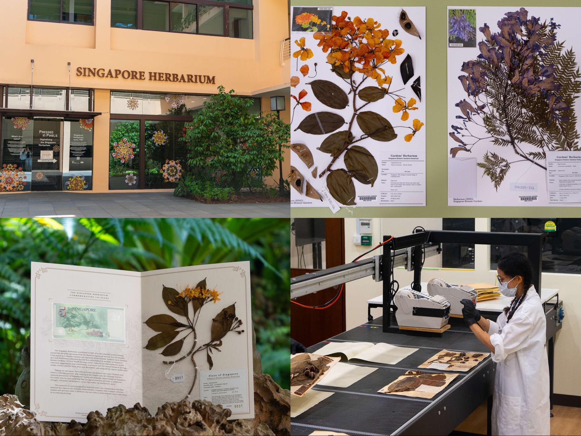 Singapore Herbarium
