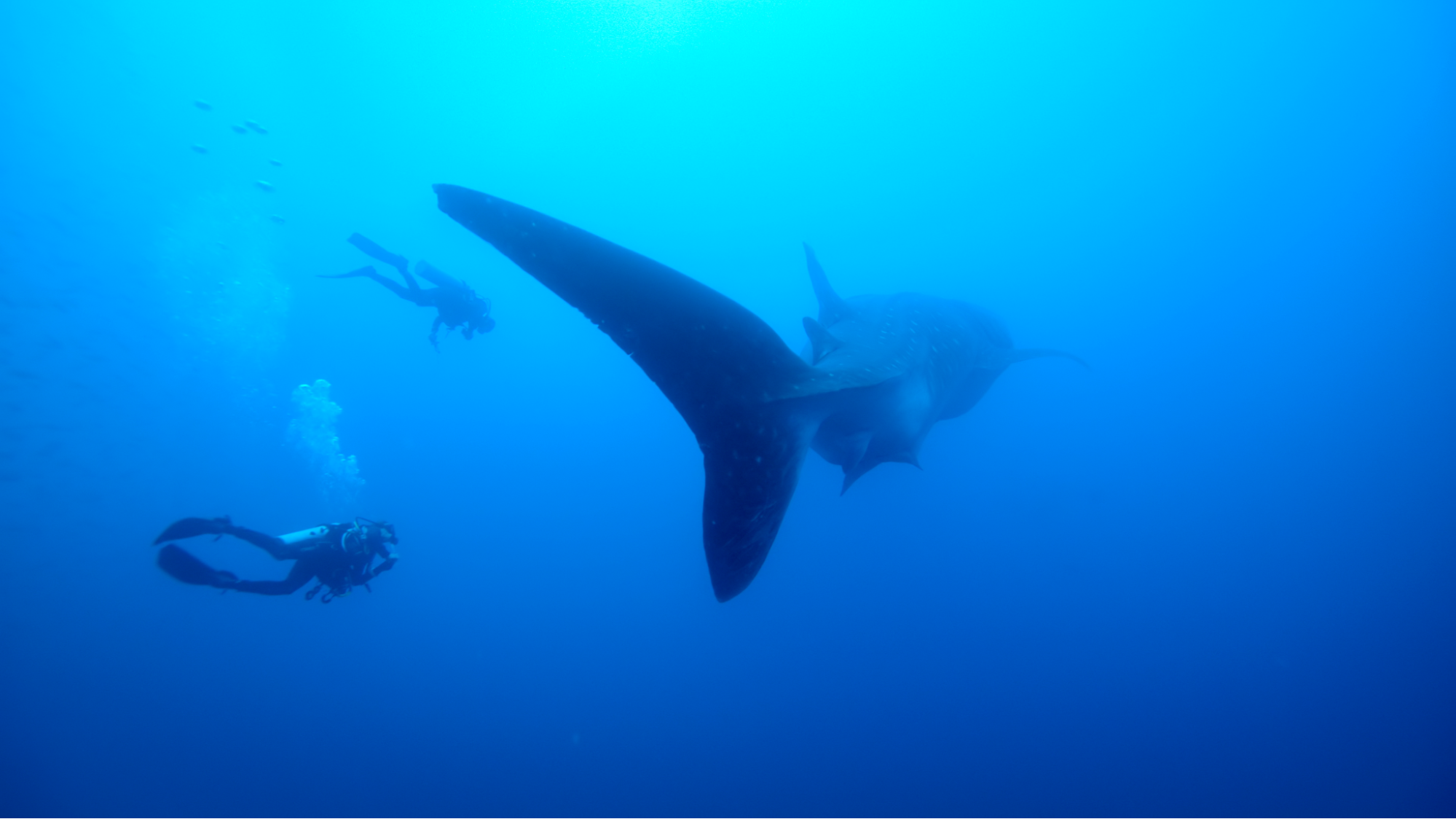 Singapore Nature Film Festival