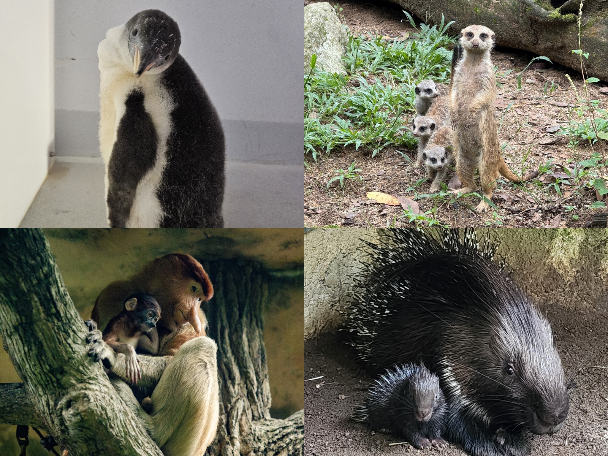Mandai Wildlife Group