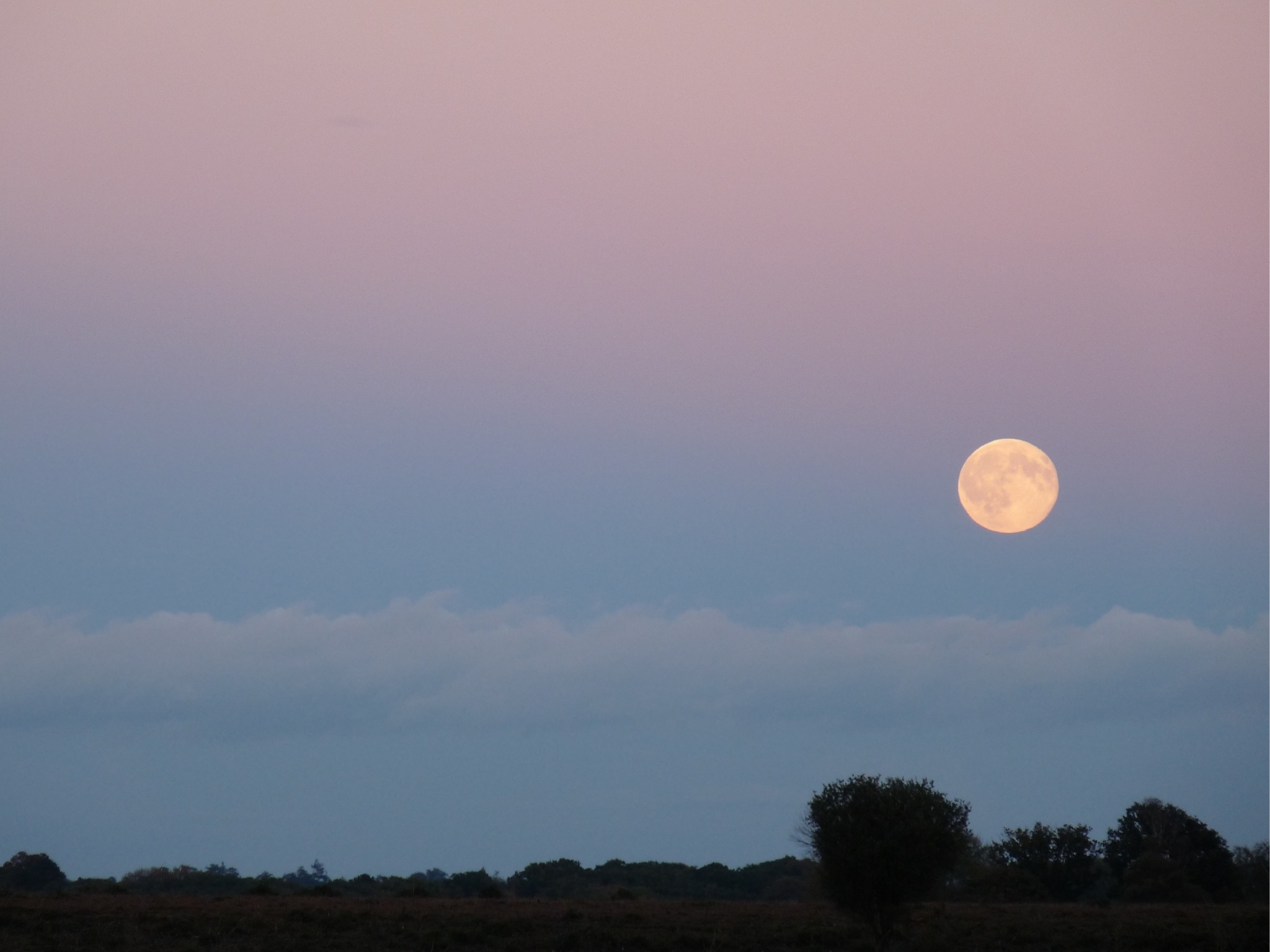 Pink Moon