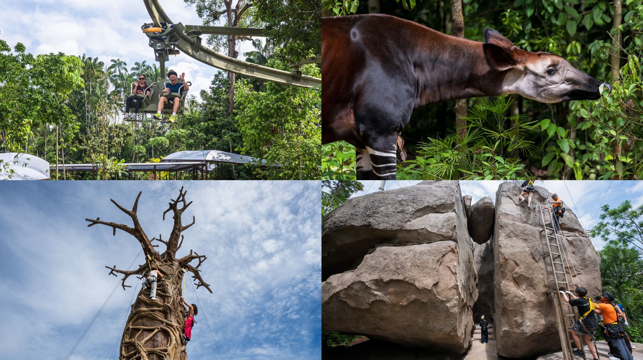 Top: (Left to Right) Canopy Glider, Okapi at Hidden Forest / Bottom: (Left to Right) Primate Climb, Split Rock Summit
