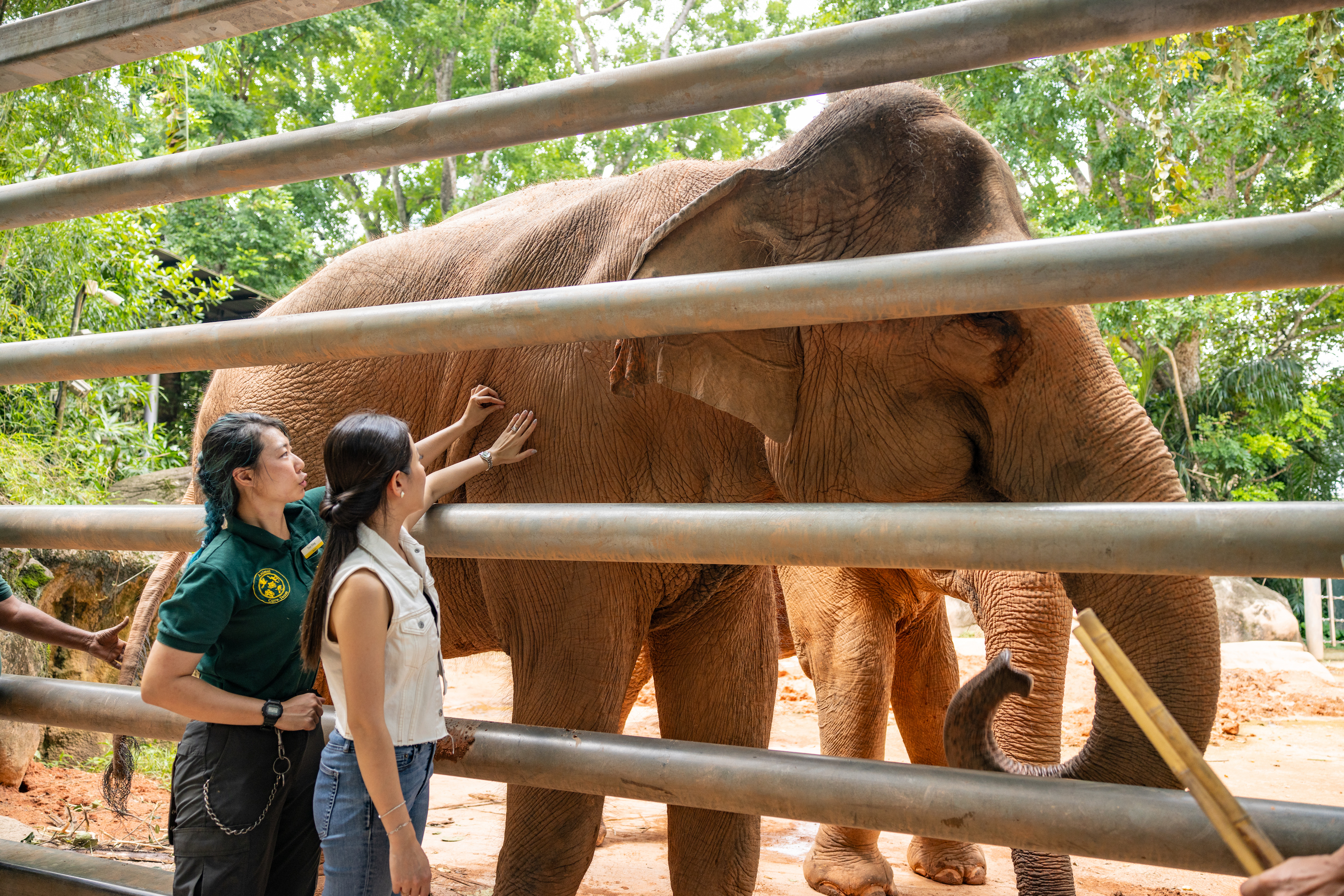 Elephant Encounters