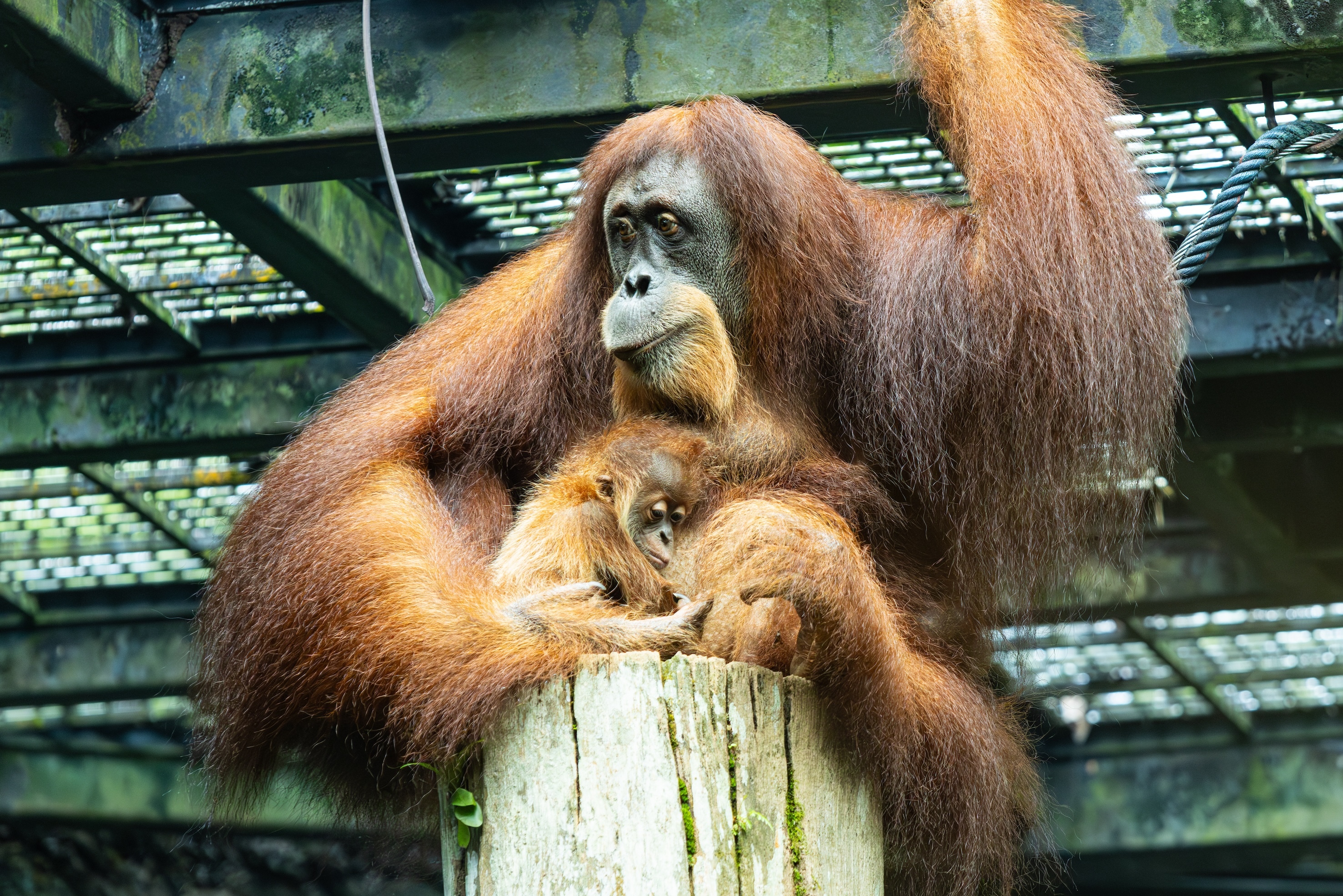 At eight weeks old, Ayaan is growing stronger each day and stays close to mum