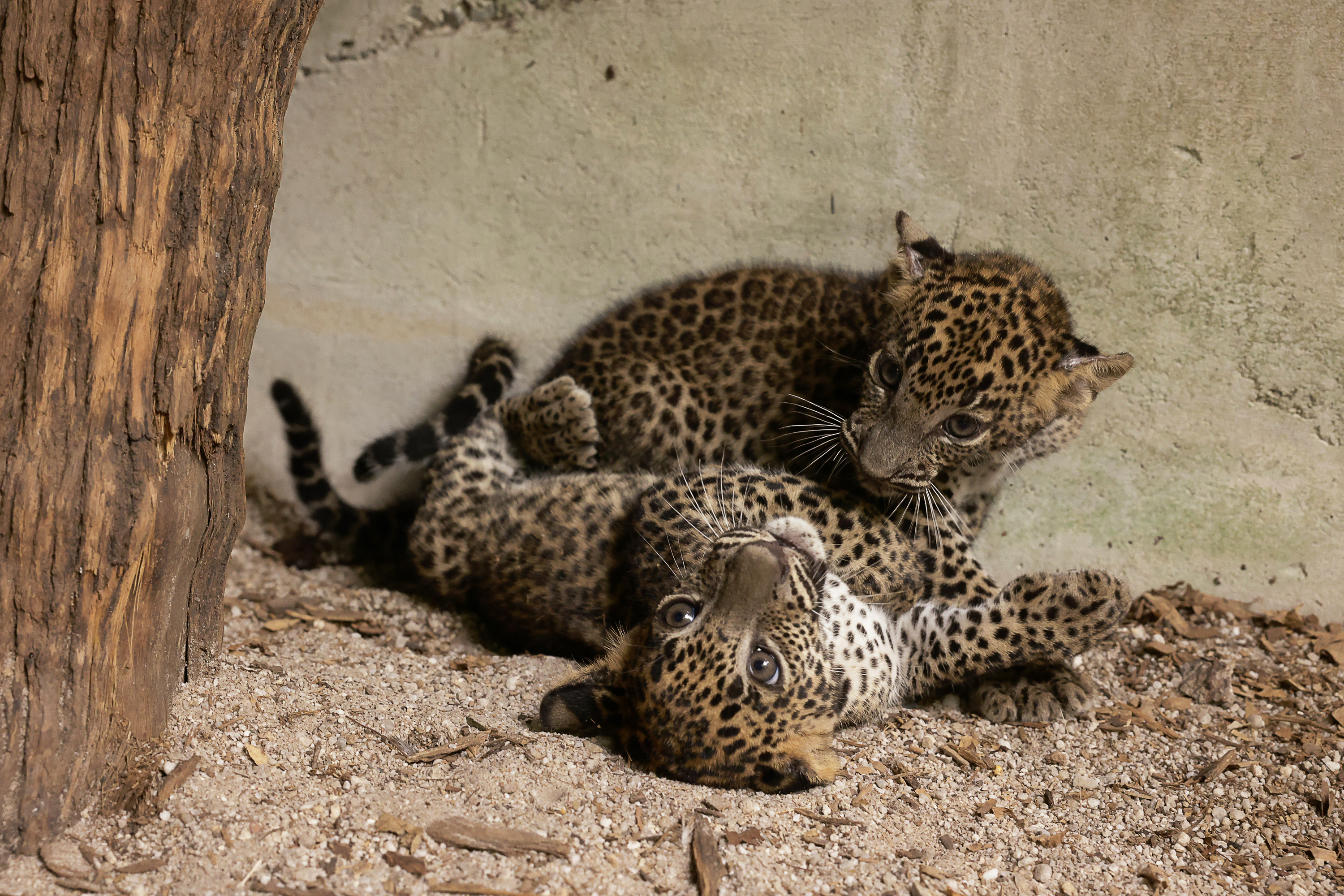 Leopard cubs singapore zoo