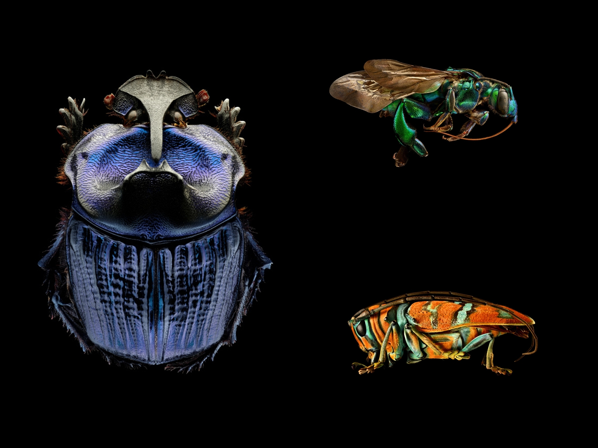 'Insects: Microsculptures Magnified' insect exhibition at ArtScience Museum Singapore