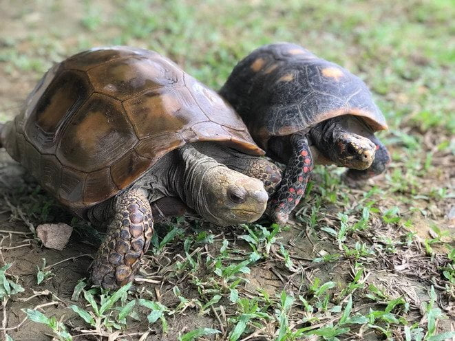 Live Turtle Museum Singapore