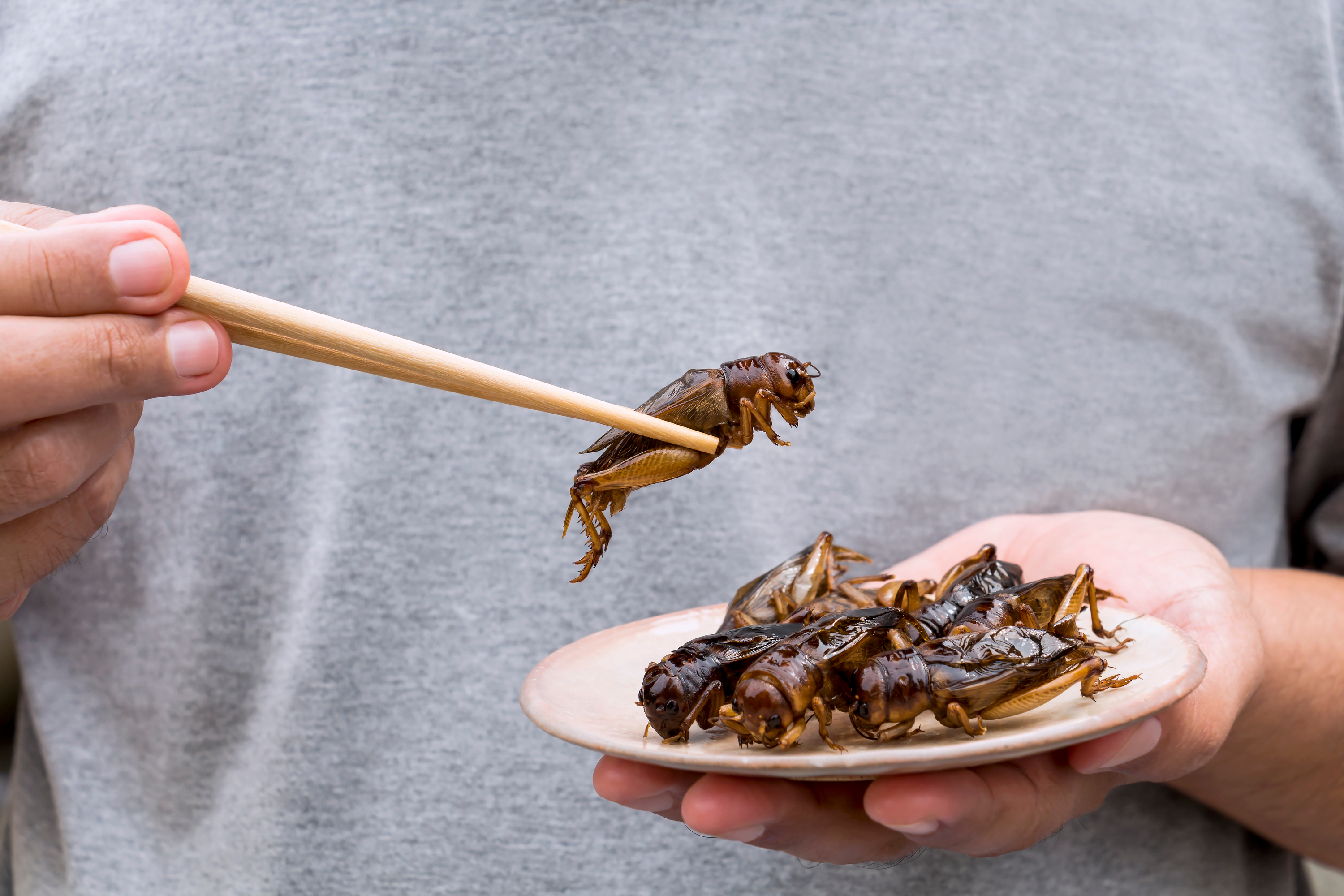 crickets