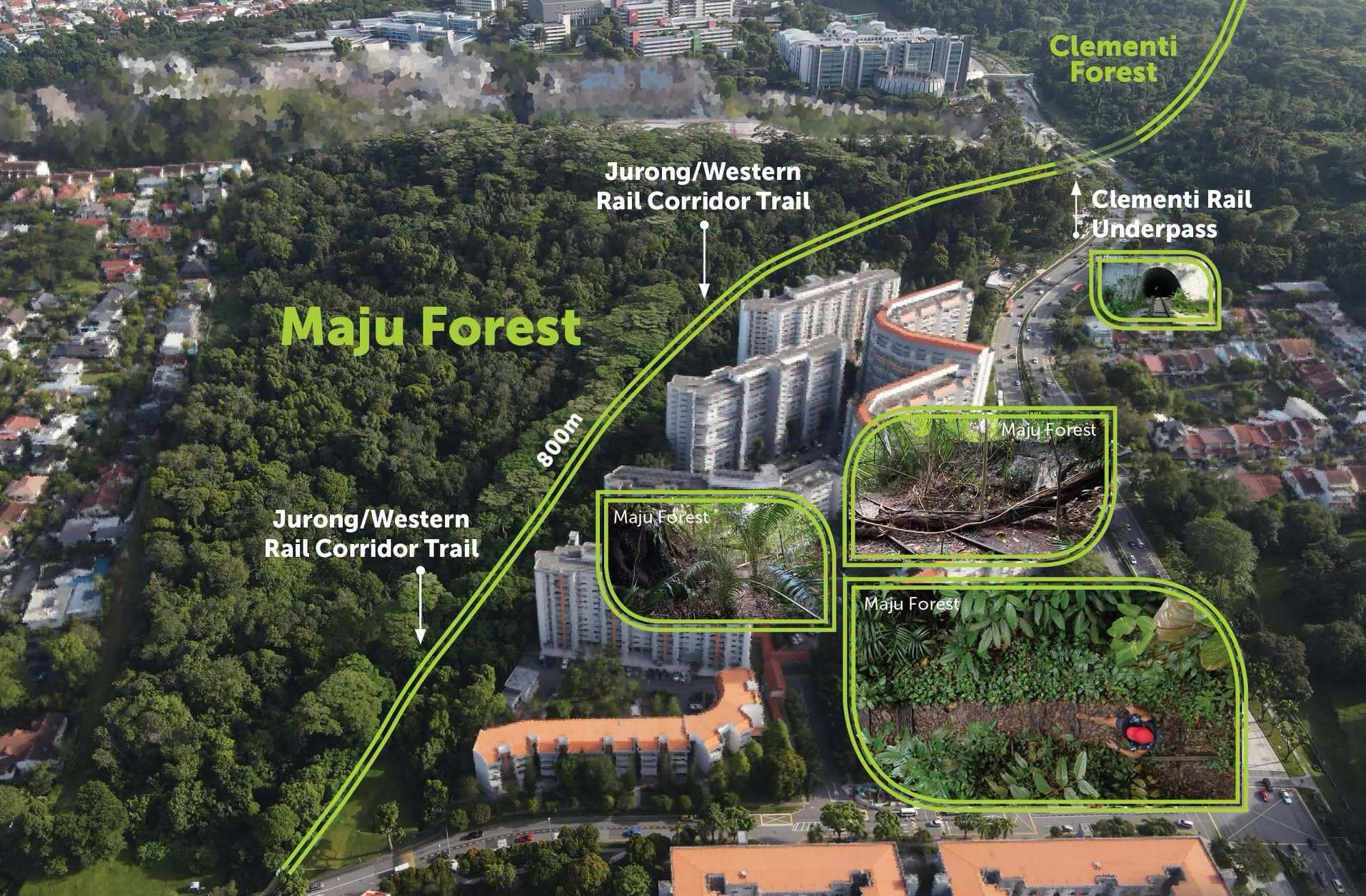 Maju Forest