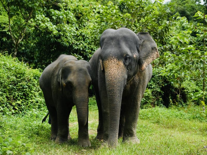 Phang Nga Elephant Park