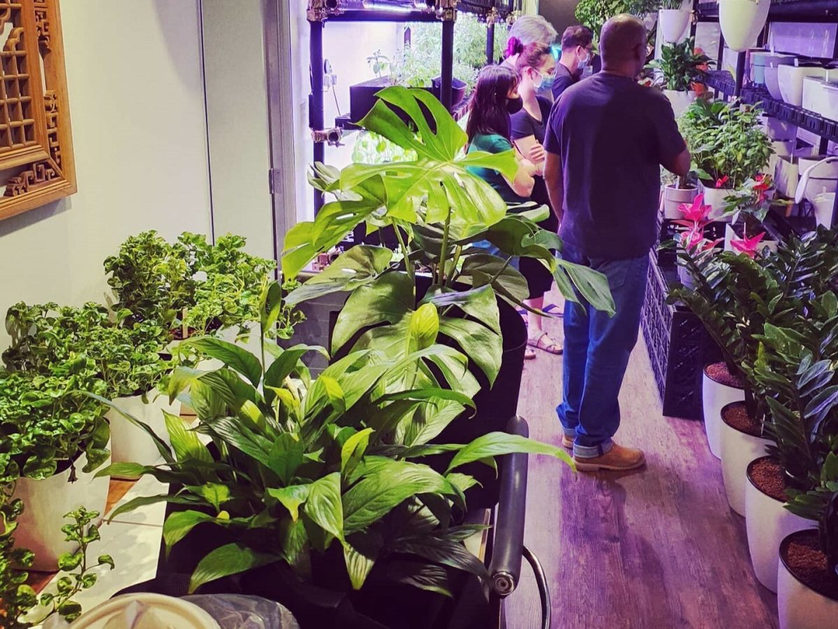 Plants and Friends