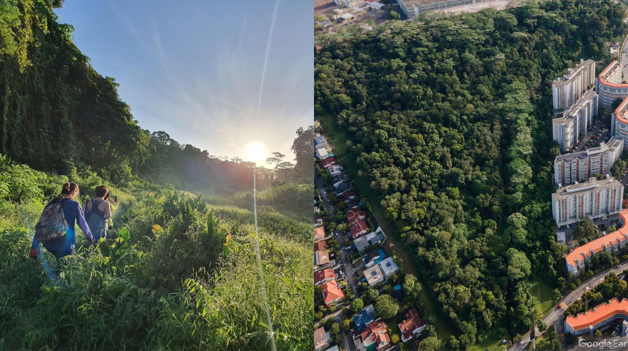 Why is everyone talking about Maju Forest?